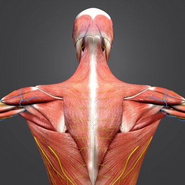 Renkli tıbbi illüstrasyon, insan kas ve iskelet dolaşım sistemi anatomisi ve sinirler