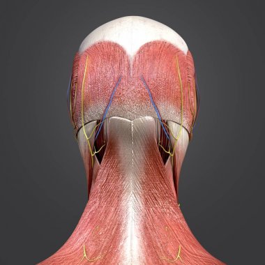 Renkli insan kafa kas tıbbi illüstrasyon ve dolaşım sistemi ile kemik ve sinirler