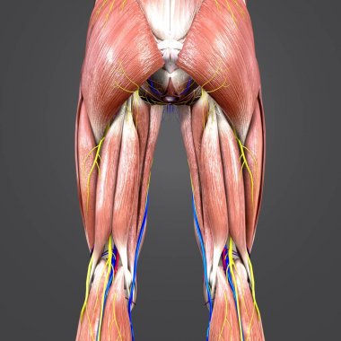 Renkli tıbbi illüstrasyon, insan alt ekstremite dolaşım sistemi ve sinirler ile 