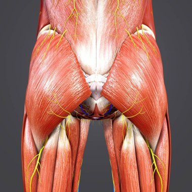 Renkli insan kalça kasları tıbbi illüstrasyon ve dolaşım sistemi ile kemik ve sinirler