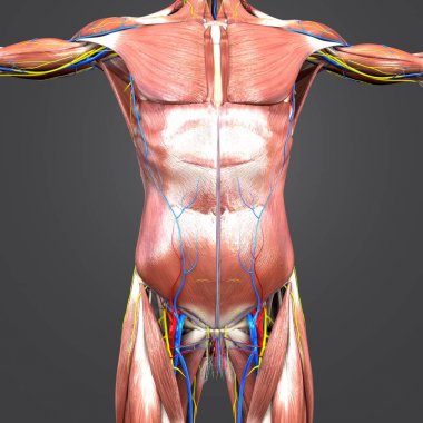 Renkli tıbbi illüstrasyon, insan üst anatomi kas ve dolaşım sistemi ile kemik ve sinirler