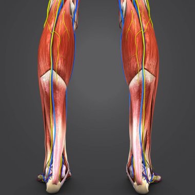 Renkli tıbbi illüstrasyon insan kas ve kemik bacak dolaşım sistemi, sinir ve Lymphnodes ile 