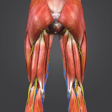 Renkli tıbbi illüstrasyon, insan alt bacaklarda dolaşım sistemi, sinir ve Lymphnodes ile 