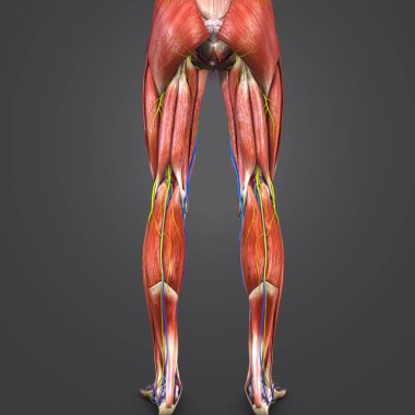 Renkli tıbbi illüstrasyon, insan alt bacaklarda dolaşım sistemi, sinir ve Lymphnodes ile 