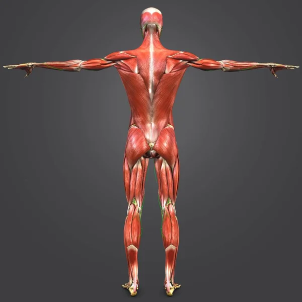 Kolorowe Medycznych Ilustracji Mięśni Anatomii Człowieka Węzłów Chłonnych — Zdjęcie stockowe