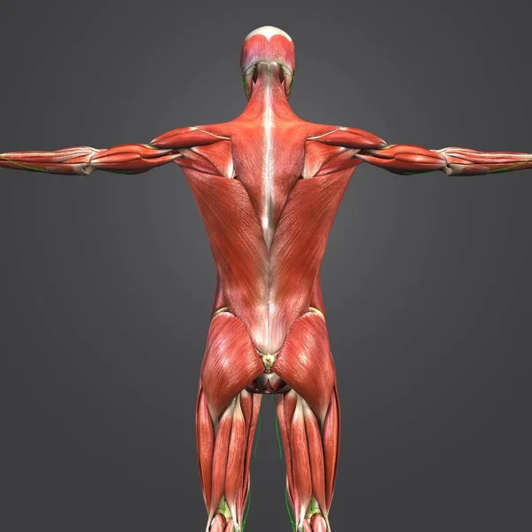 Kleurrijke Medische Illustratie Van Menselijke Spier Anatomie Met Lymfklieren — Stockfoto