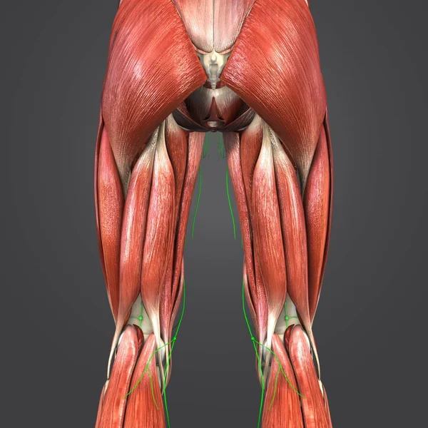 人間の下肢リンパ節でのカラフルな医療イラスト — ストック写真