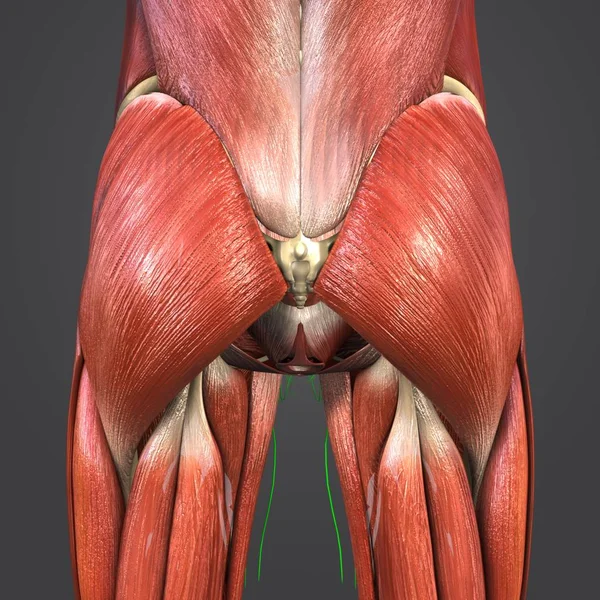Ilustración Médica Colorida Los Músculos Las Caderas Humanas Con Los —  Fotos de Stock