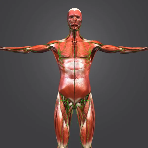 Ilustración Médica Colorida Anatomía Muscular Humana Con Ganglios Linfáticos — Foto de Stock