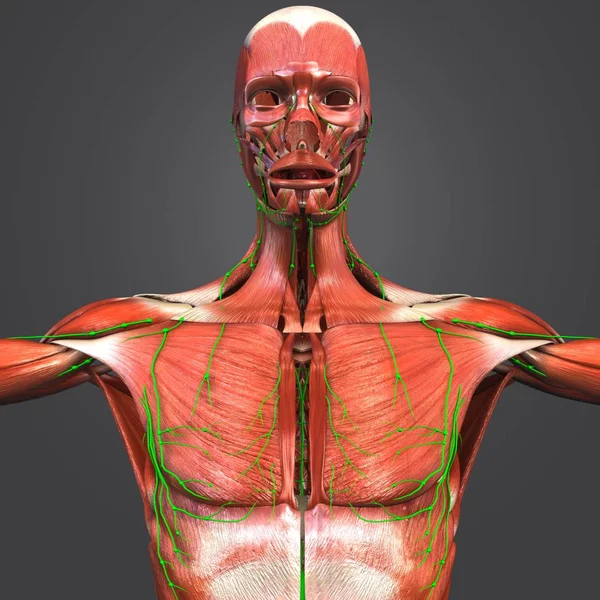 Kleurrijke Medische Illustratie Van Menselijke Spier Anatomie Met Lymphnodes — Stockfoto