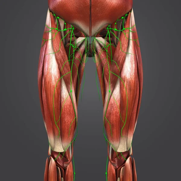 Ilustração Médica Colorida Quadris Humanos Músculos Das Coxas Com Linfonodos — Fotografia de Stock