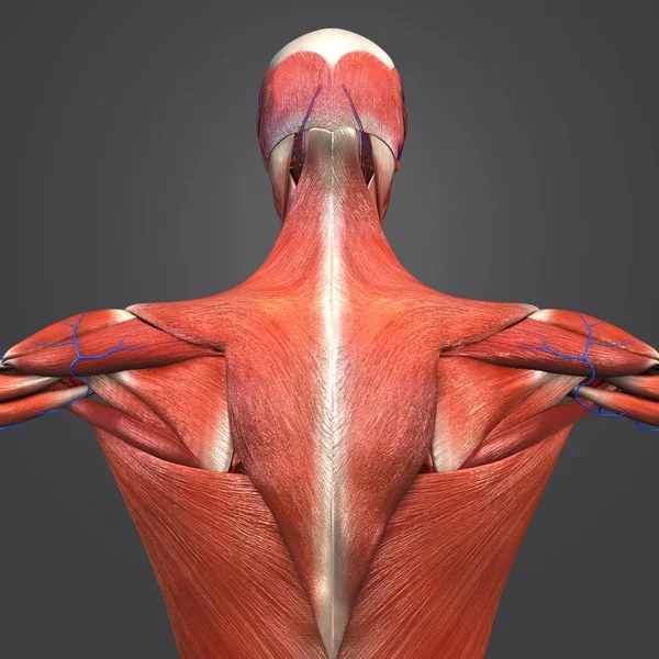 Ilustração Médica Colorida Anatomia Muscular Humana Com Sistema Circulatório — Fotografia de Stock