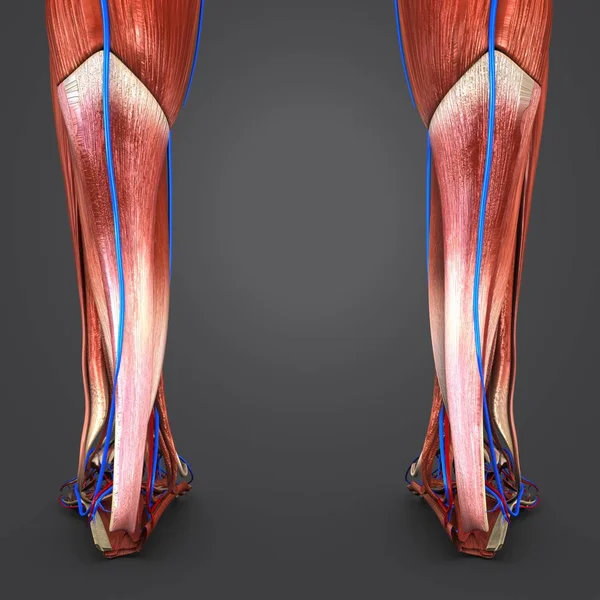 Ilustração Médica Colorida Dos Músculos Das Pernas Humanas Com Sistema — Fotografia de Stock