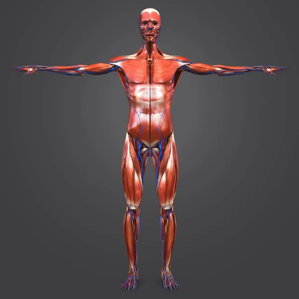 Ilustración Médica Colorida Anatomía Muscular Humana Con Sistema Circulatorio — Foto de Stock