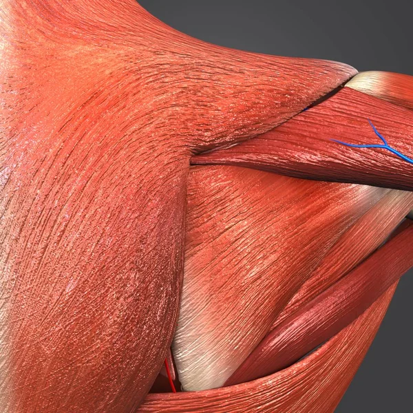 Kleurrijke Medische Illustratie Van Menselijke Schouder Spieren Met Circulatory System — Stockfoto