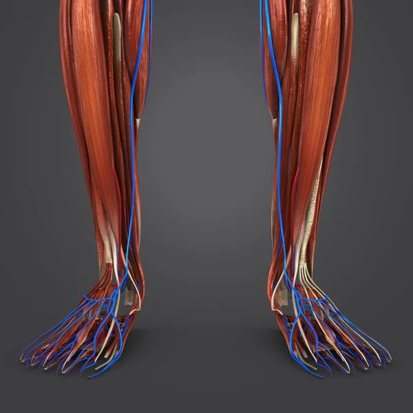 Kolorowe Medycznych Ilustracji Ludzkich Nogi Mięśni Układu Krążenia — Zdjęcie stockowe