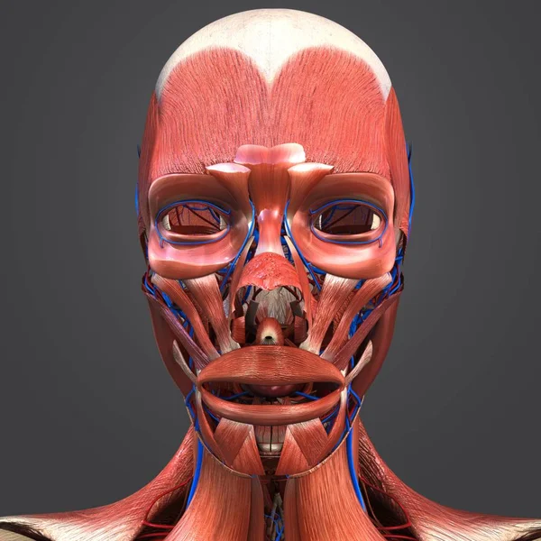 カラフルな医療イラストの人間の顔の筋肉循環システムと — ストック写真