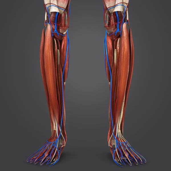 Illustration Médicale Colorée Des Muscles Des Jambes Humaines Avec Système — Photo