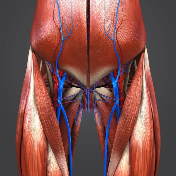 Barevné Lékařské Ilustrace Lidských Boky Stehna Svaly Oběhového Systému — Stock fotografie
