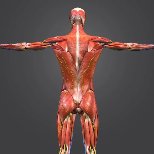 Ilustração Médica Colorida Anatomia Muscular Humana Com Sistema Circulatório Nervos — Fotografia de Stock