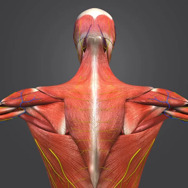 Illustrazione Medica Variopinta Anatomia Muscolare Umana Con Sistema Circolatorio Nervi — Foto Stock