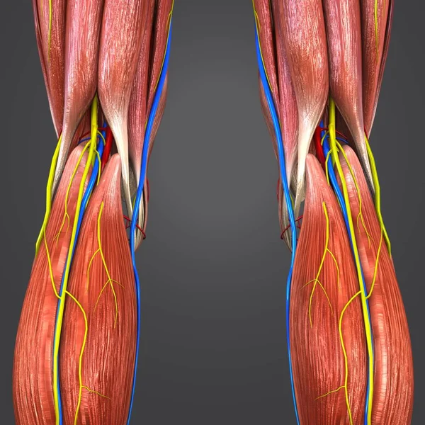Barevné Lékařské Ilustrace Lidské Dolní Končetiny Oběhový Systém Nervy — Stock fotografie