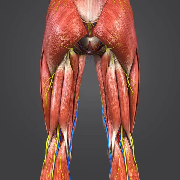 人体下肢循环系统与神经的彩色医学例证 — 图库照片