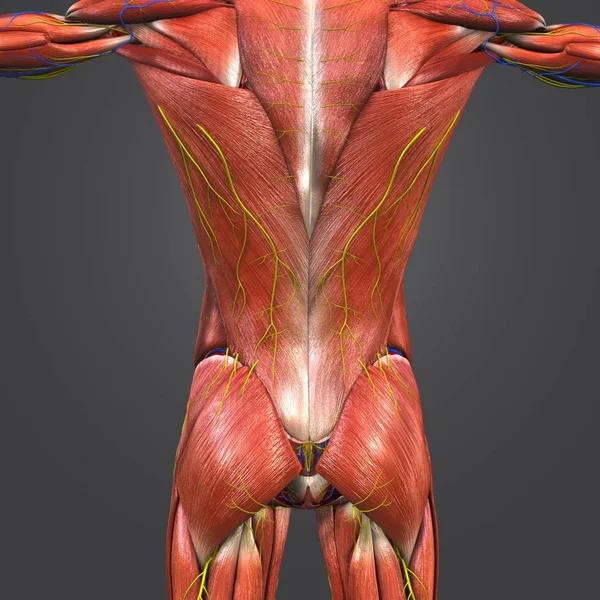 Colorida Ilustración Médica Los Músculos Humanos Columna Vertebral Con Sistema — Foto de Stock
