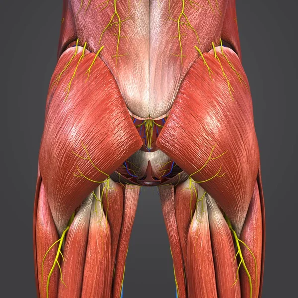 人体髋部肌肉与循环系统和神经的彩色医学例证 — 图库照片