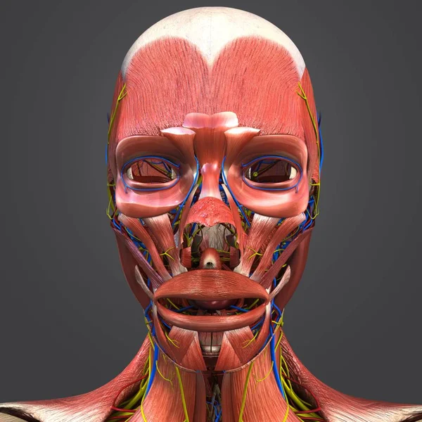 Красочная Медицинская Иллюстрация Мышц Лица Человека Кровеносной Системой Нервами — стоковое фото