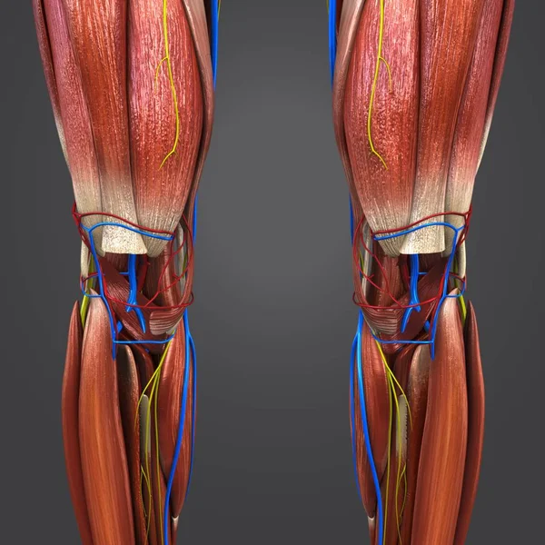 Ilustración Médica Colorida Extremidades Inferiores Humanas Con Sistema Circulatorio Nervios — Foto de Stock
