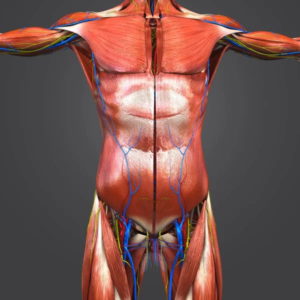 Kleurrijke Medische Illustratie Van Menselijke Bovenste Anatomy Spieren Met Bloedsomloop — Stockfoto