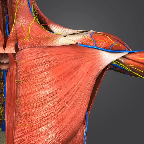 Ilustración Médica Colorida Los Músculos Del Hombro Humano Con Sistema —  Fotos de Stock
