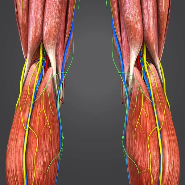 Colorful Medical Illustration Human Lower Limbs Circulatory System Nerves Lymphnodes — Stock Photo, Image