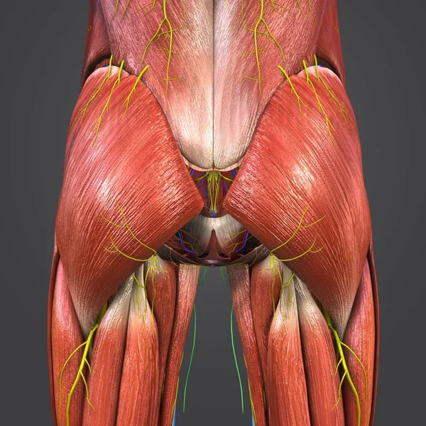 人体髋部肌肉与循环系统 神经和淋巴结的彩色医学例证 — 图库照片