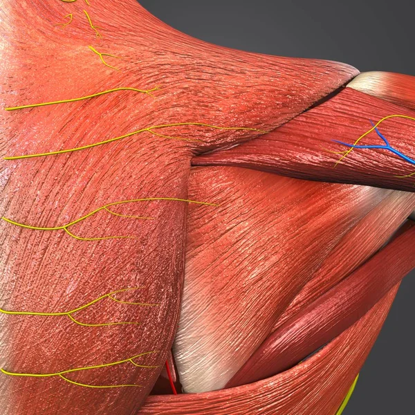 시스템 Lymphnodes 인간의 근육의 다채로운 일러스트 — 스톡 사진