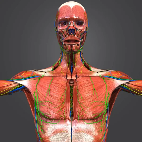 Ilustración Médica Colorida Anatomía Muscular Humana Con Sistema Circulatorio Nervios — Foto de Stock