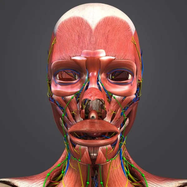 Illustration Médicale Colorée Des Muscles Visage Humain Avec Système Circulatoire — Photo