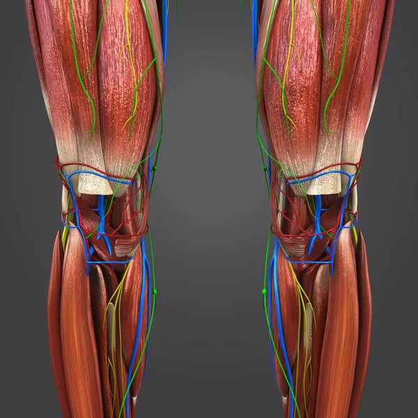 Colorful Medical Illustration Human Lower Limbs Circulatory System Nerves Lymphnodes — Stock Photo, Image