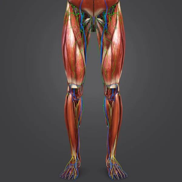 人体下肢循环系统 神经和淋巴结的彩色医学例证 — 图库照片