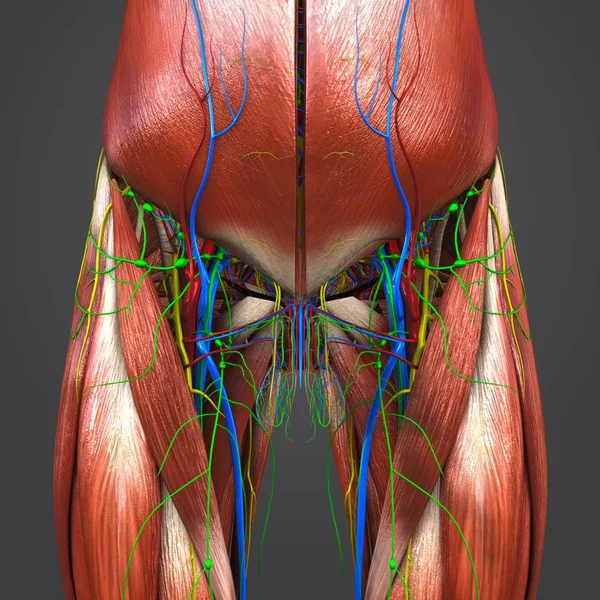 人体臀部和大腿肌肉与循环系统 神经和淋巴结的彩色医学例证 — 图库照片