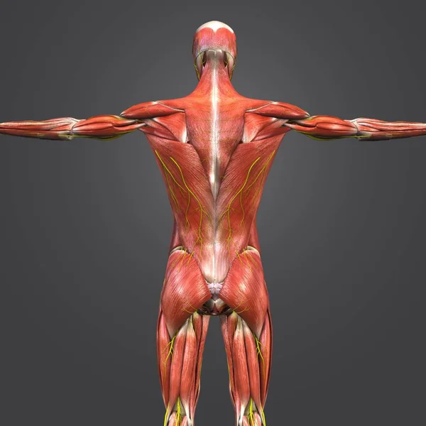 Ilustración Médica Colorida Anatomía Muscular Esquelética Humana Con Nervios — Foto de Stock
