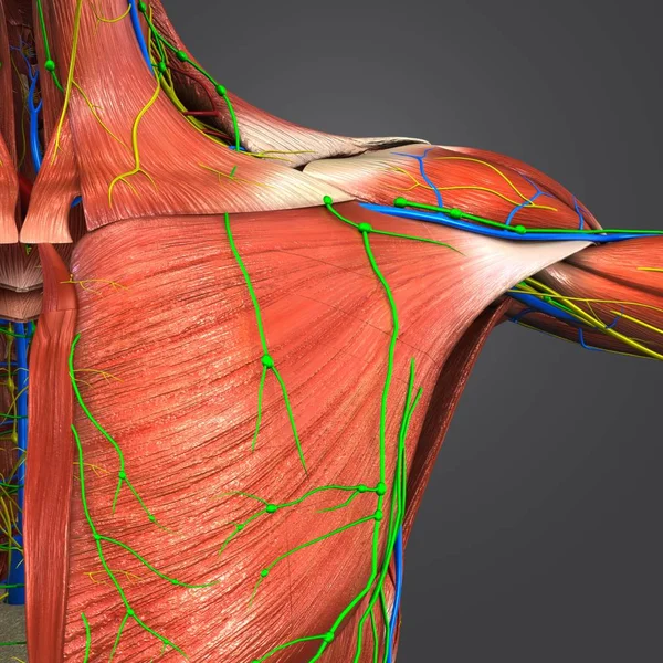Barevné Lékařské Ilustrace Lidské Ramenních Svalů Oběhového Systému Nervy Uzlin — Stock fotografie