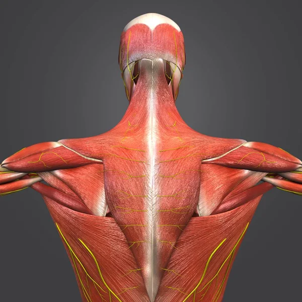 Barevné Lékařské Ilustrace Lidské Anatomie Svalové Kosterní Nervy — Stock fotografie