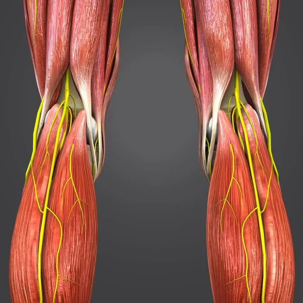 Colorful Medical Illustration Human Lower Limbs Nerves — Stock Photo, Image