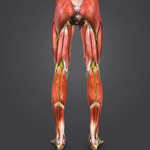Colorful Medical Illustration Human Lower Limbs Nerves — Stock Photo, Image