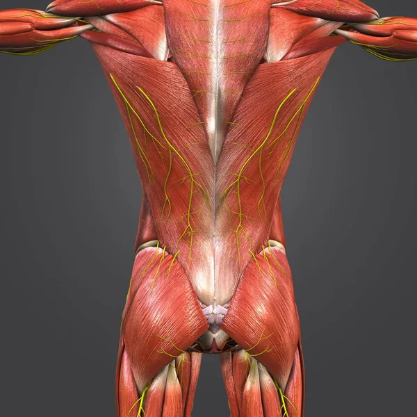 Colorida Ilustración Médica Los Músculos Huesos Humanos Columna Vertebral Con — Foto de Stock