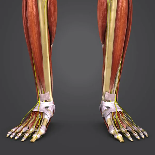 Barevné Lékařské Ilustrace Lidských Nohou Svaly Kosti Nervy — Stock fotografie