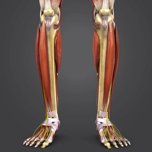 Illustration Médicale Colorée Des Muscles Des Des Jambes Humaines Avec — Photo