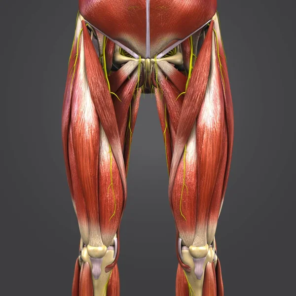 人体臀部和大腿肌肉与神经骨骼的多彩医学例证 — 图库照片